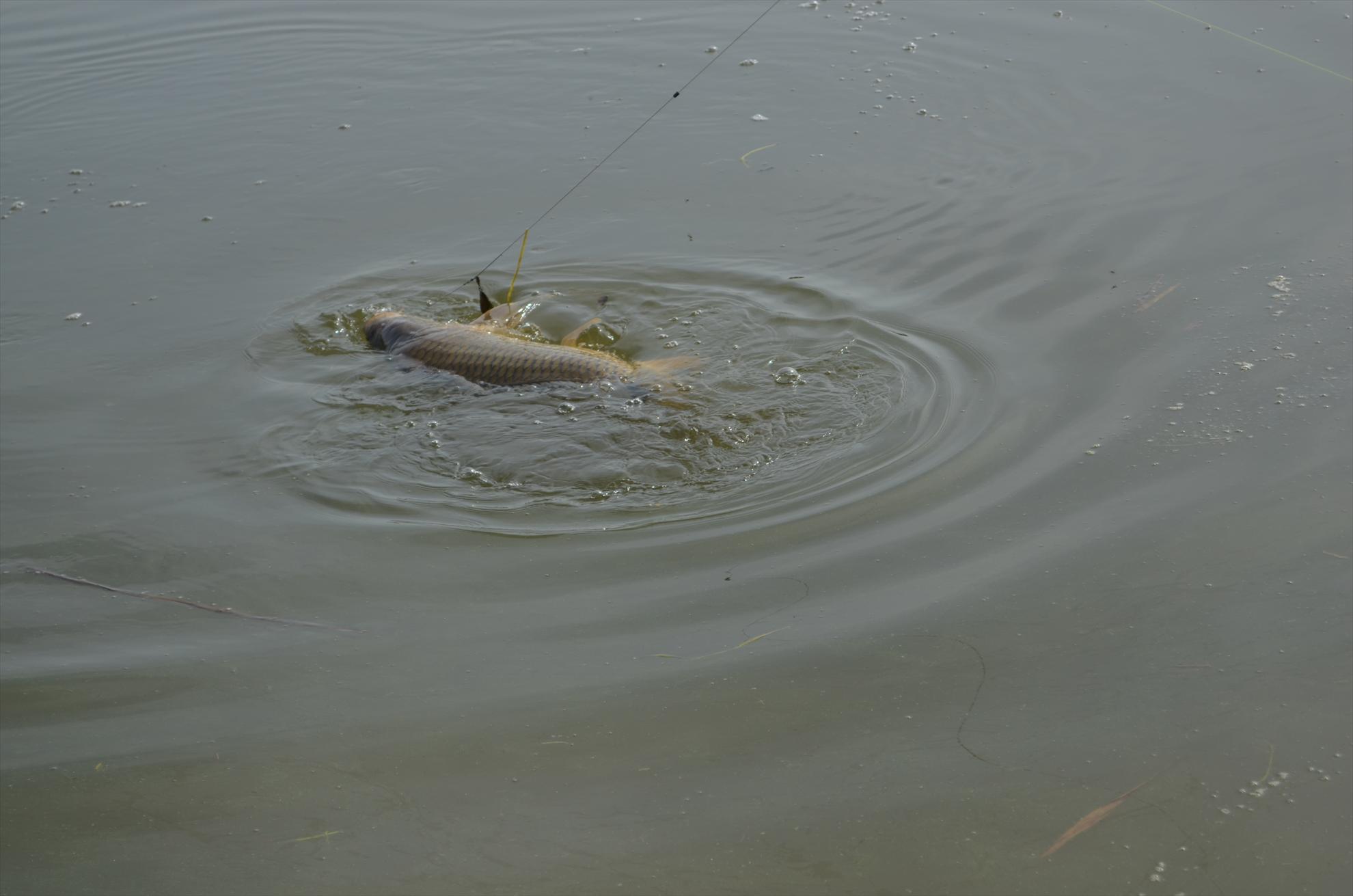 sisterea - dsc0559.JPG